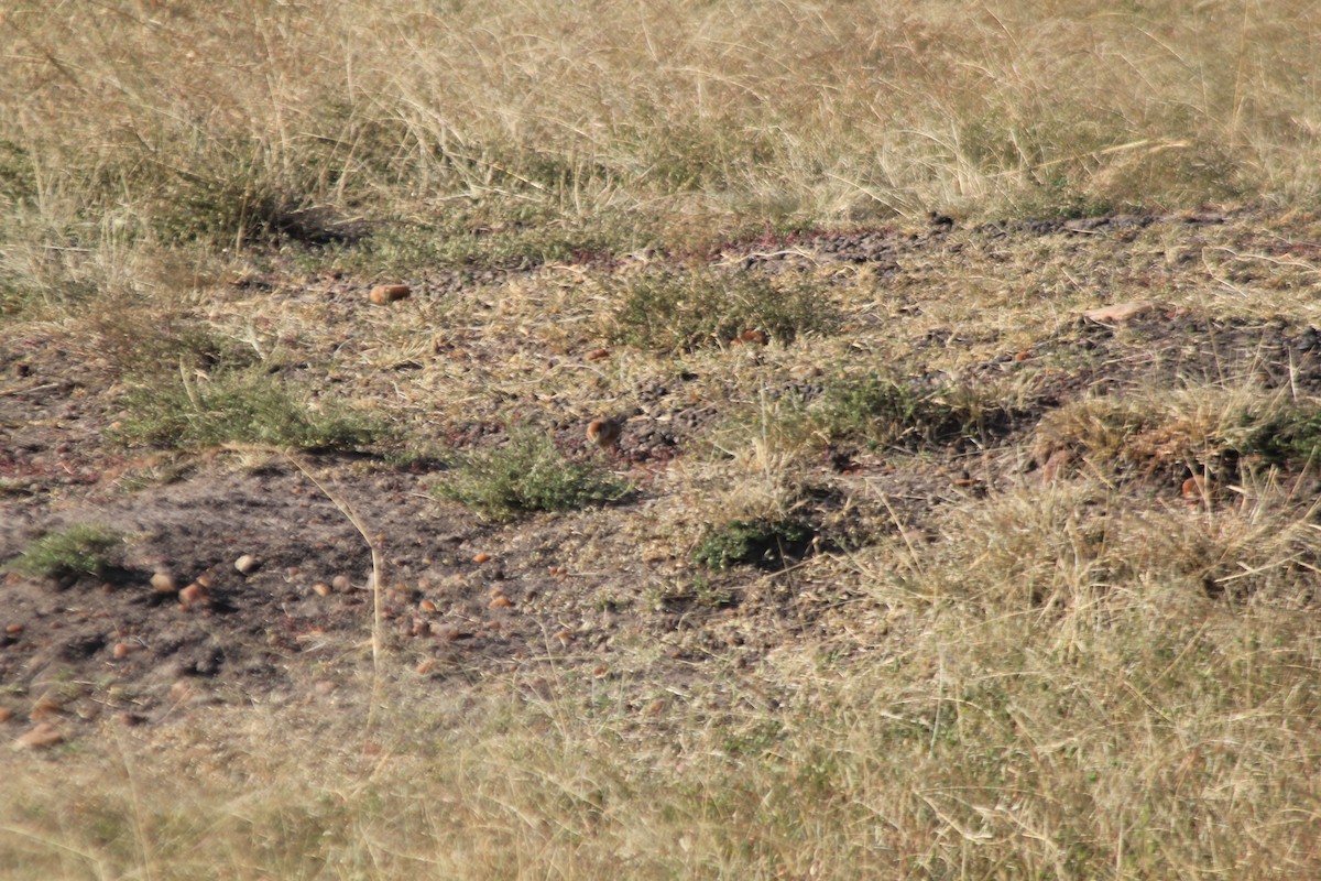 Red-capped Lark - ML646403745