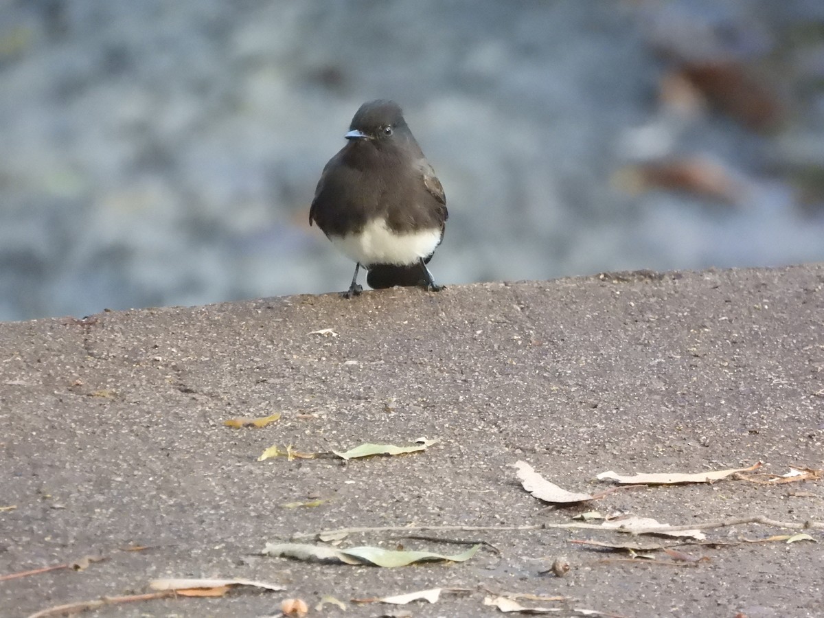 Black Phoebe - ML646403746