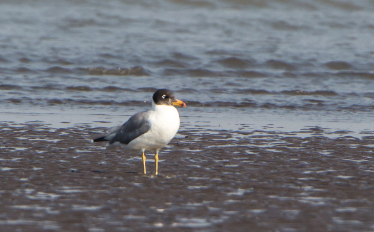 Pallas's Gull - ML646403747