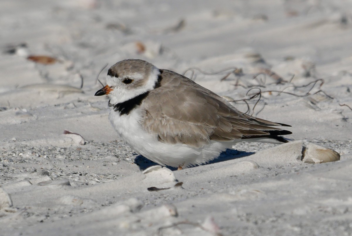 Piping Plover - ML646403748