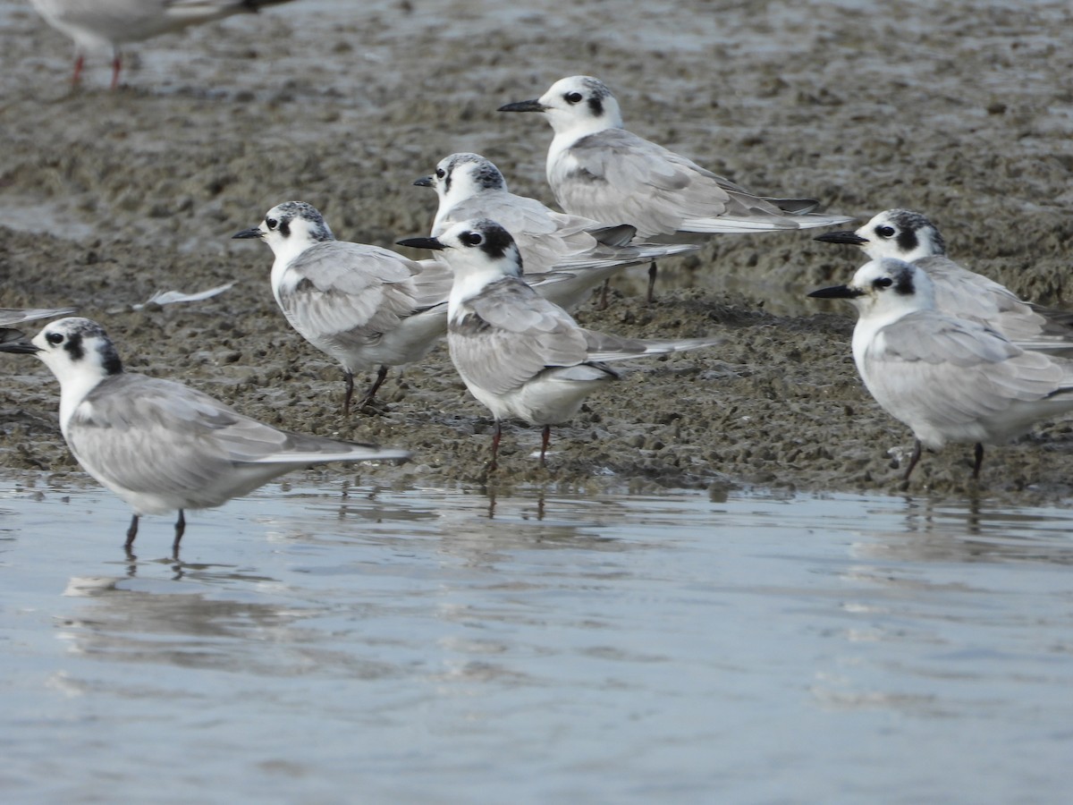 White-winged Tern - ML646403749