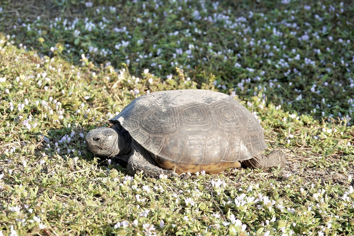 Gopher Tortoise - ML646403750
