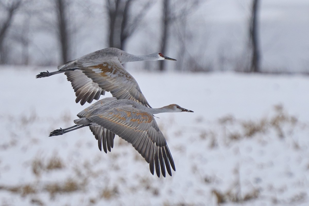 Sandhill Crane - ML646403751