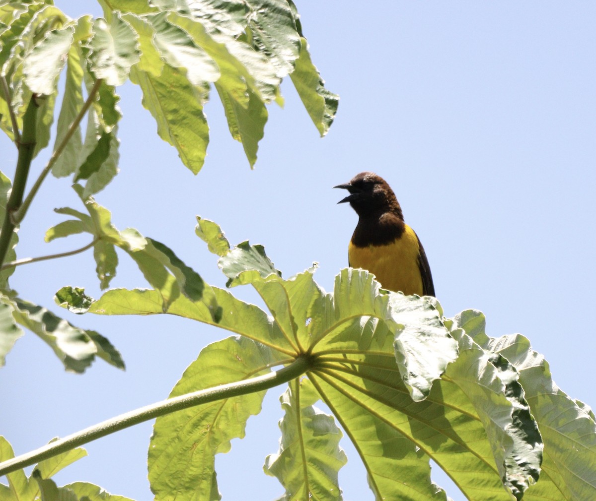 Yellow-rumped Marshbird - ML646403752