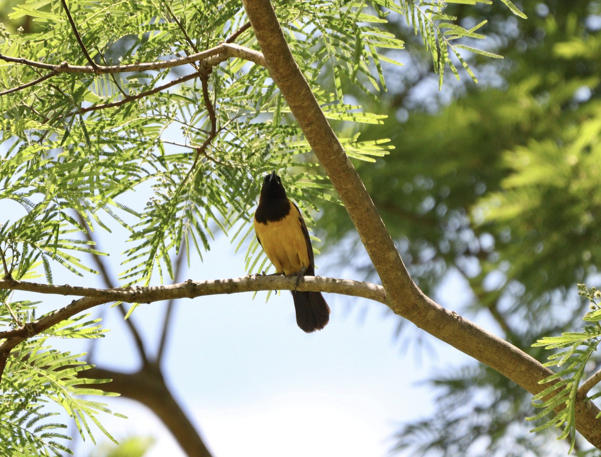 Yellow-rumped Marshbird - ML646403753
