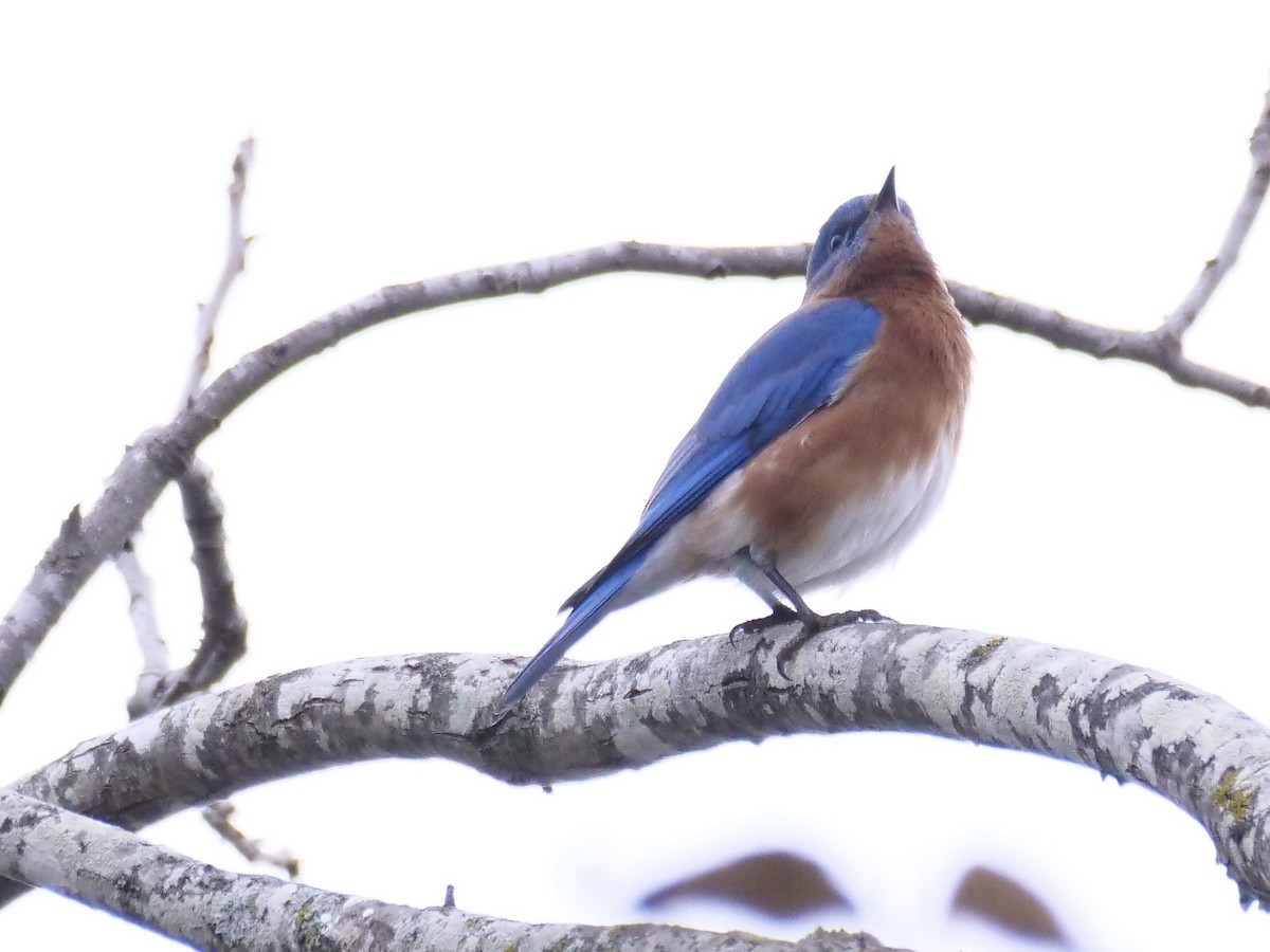 Eastern Bluebird - ML646403754