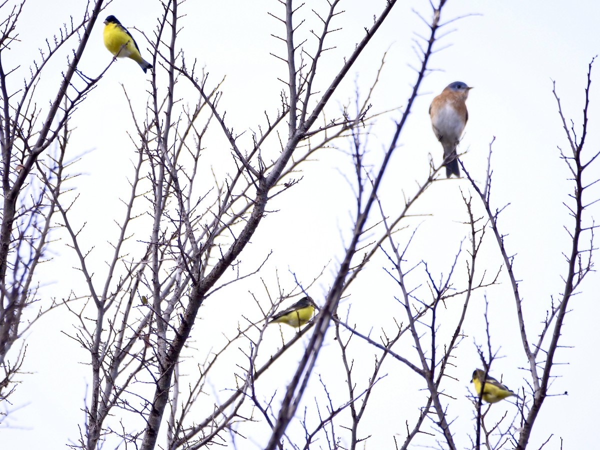 Lesser Goldfinch - ML646403758