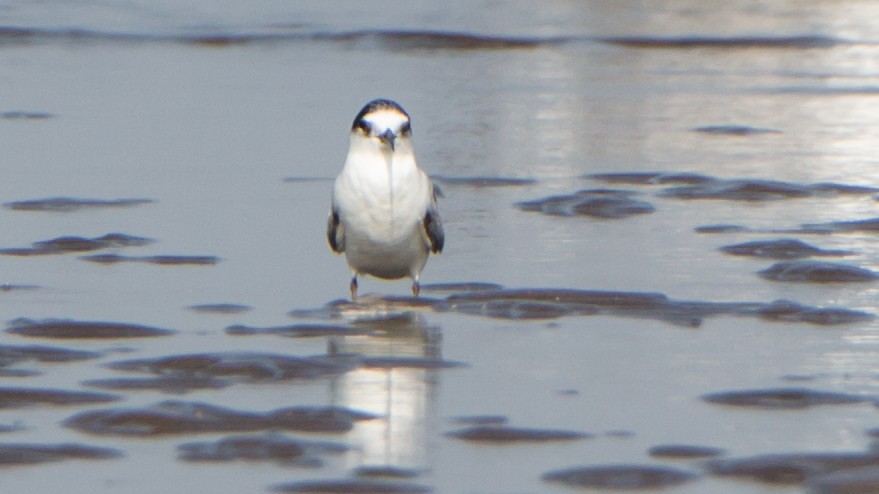 Little Tern - ML646403759