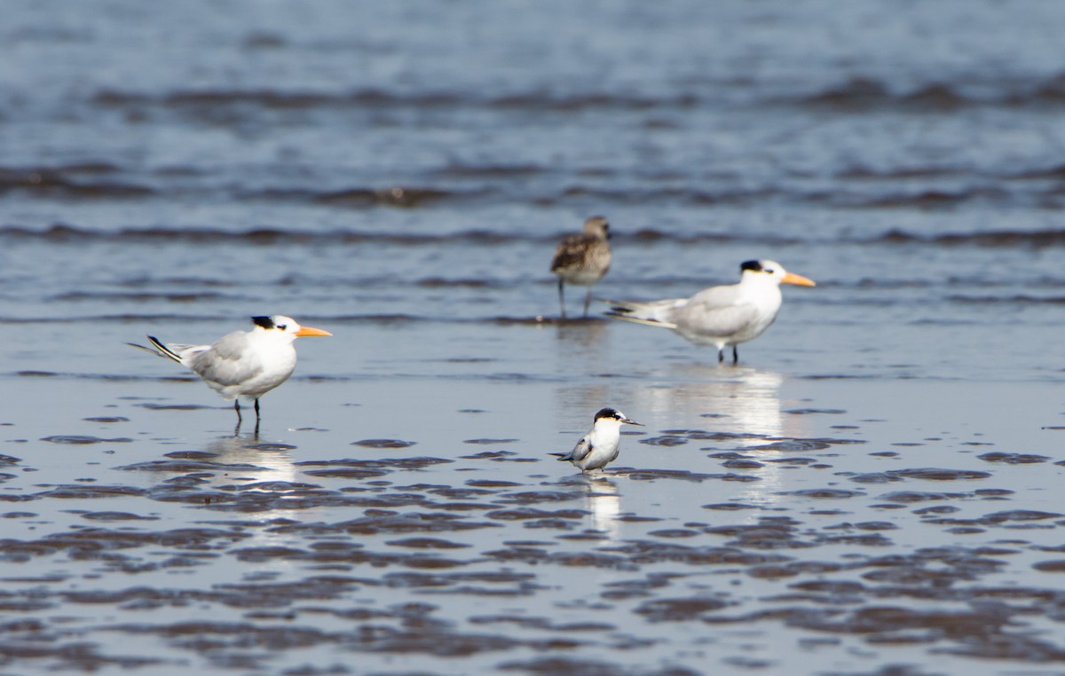 Little Tern - ML646403760
