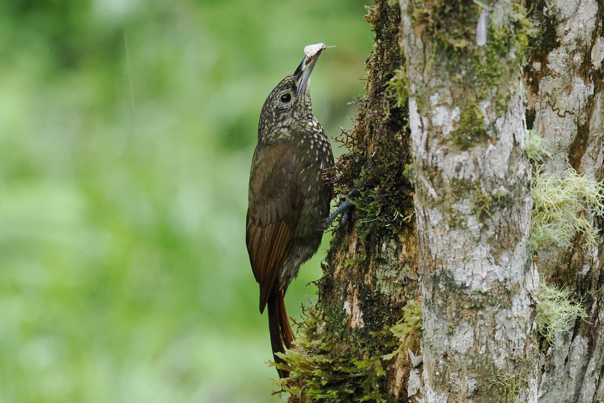 Olive-backed Woodcreeper - ML646403761