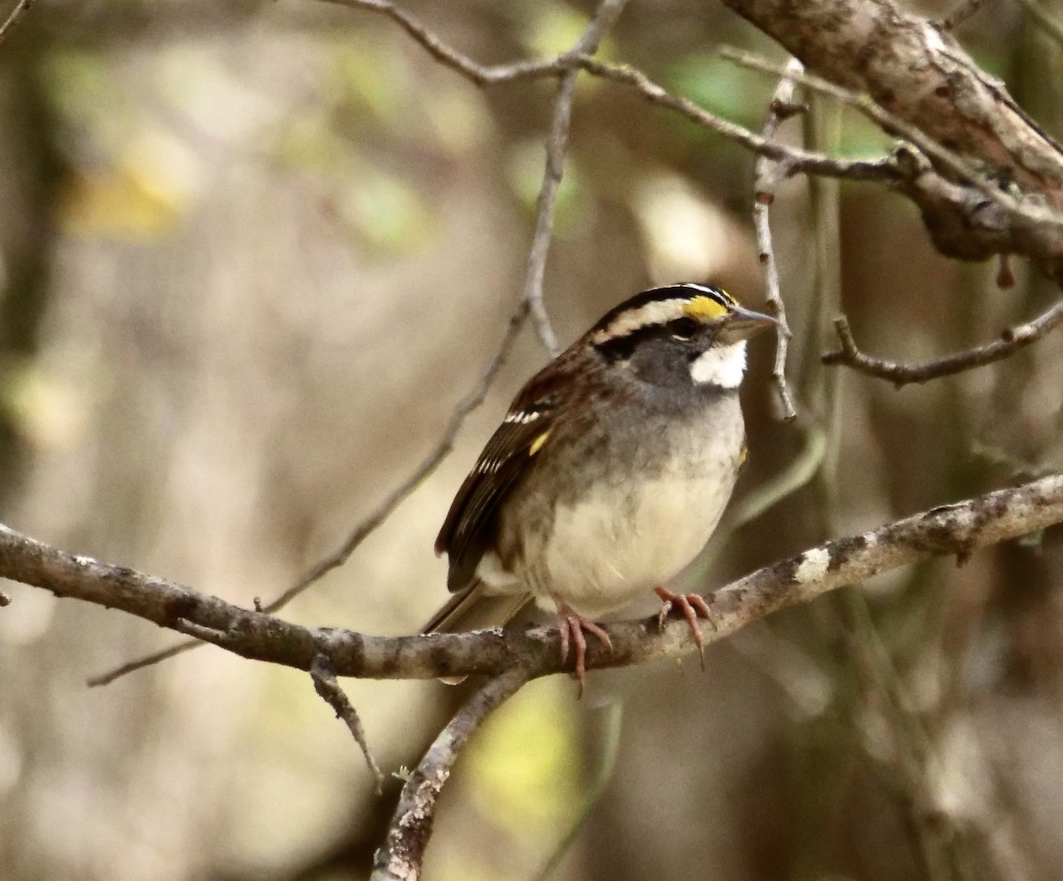 White-throated Sparrow - ML646403762