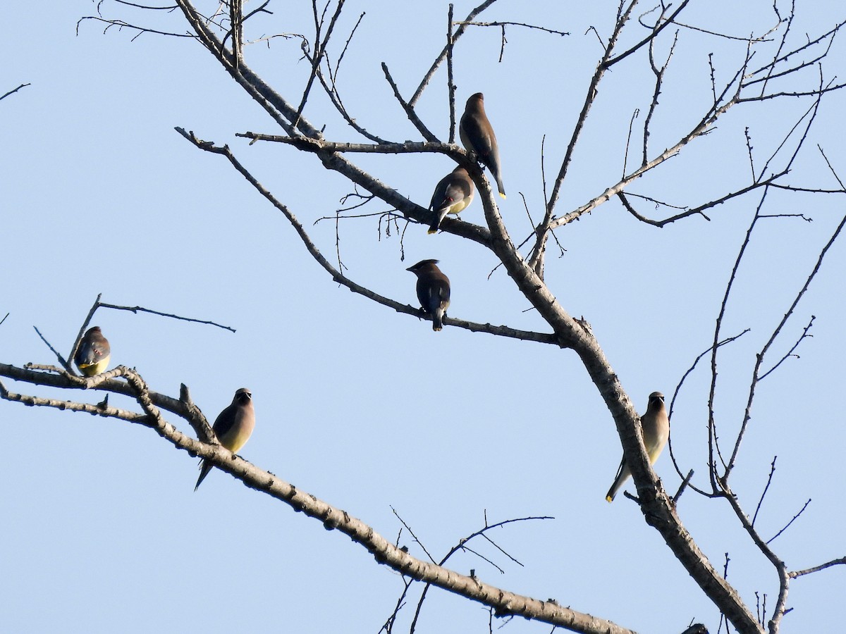 Cedar Waxwing - ML646403763