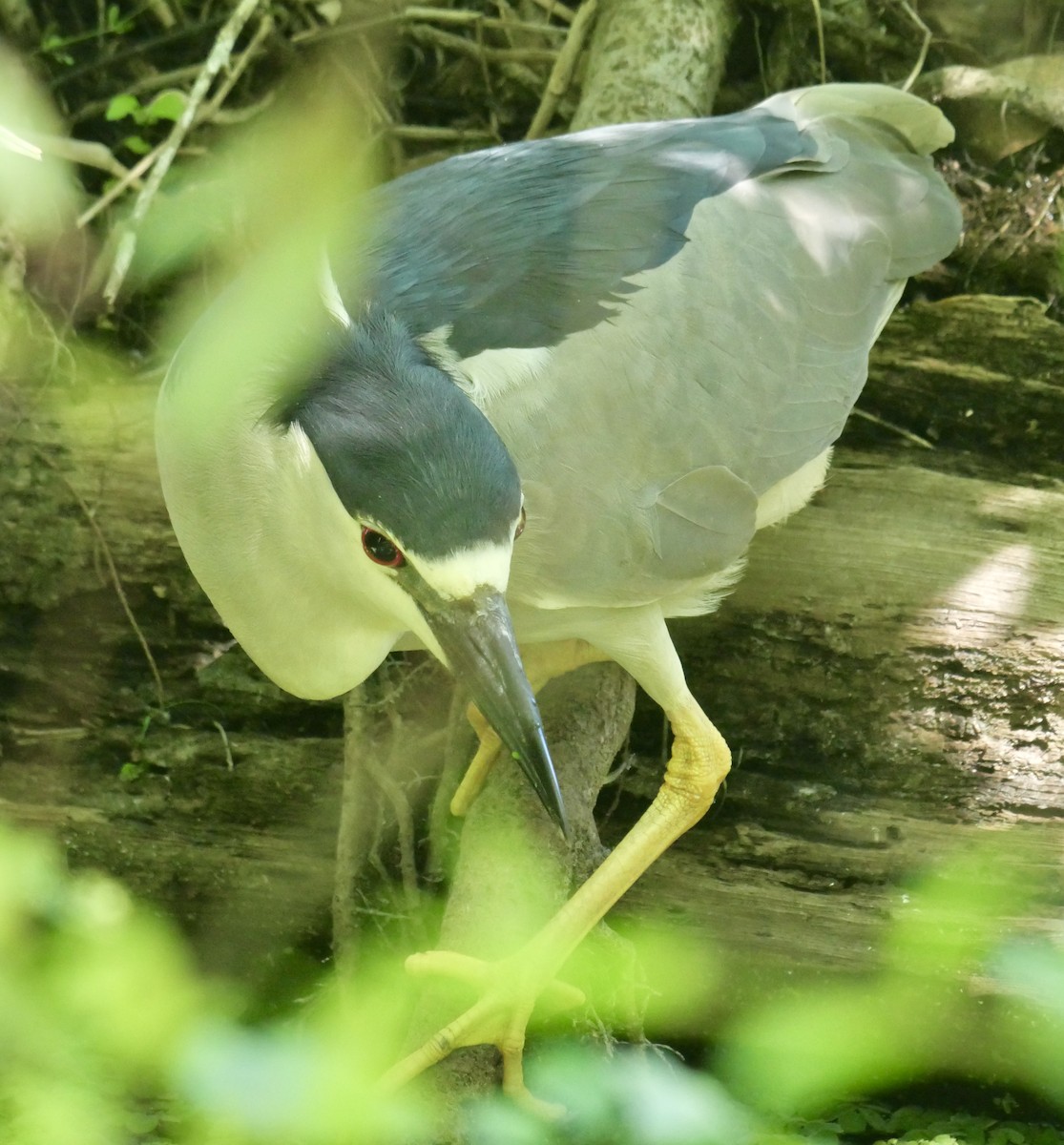 Black-crowned Night Heron - ML646403764
