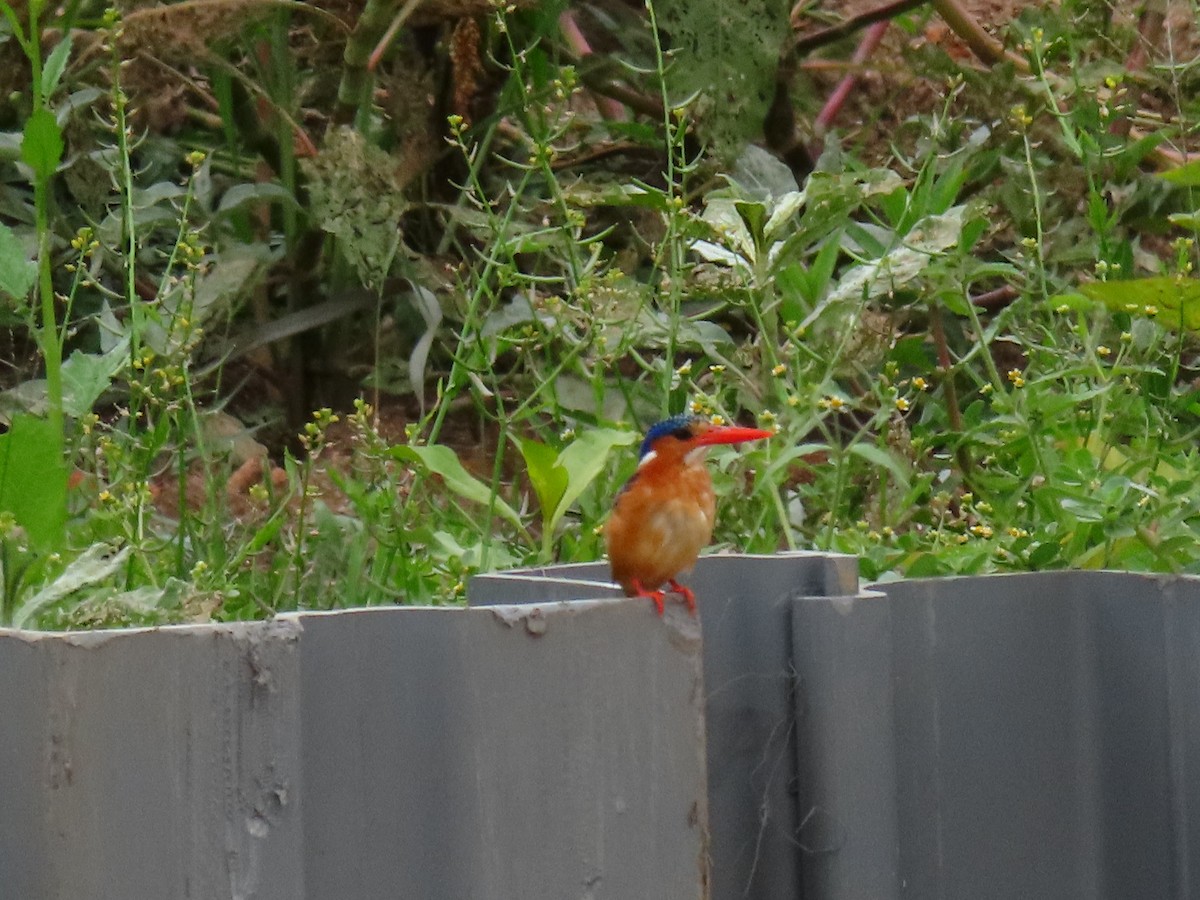 ledňáček modropláštíkový - ML646403765