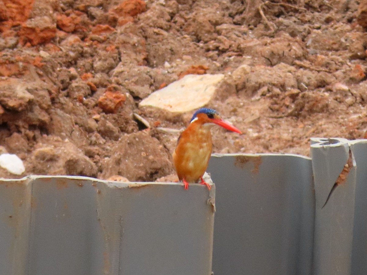 ledňáček modropláštíkový - ML646403766