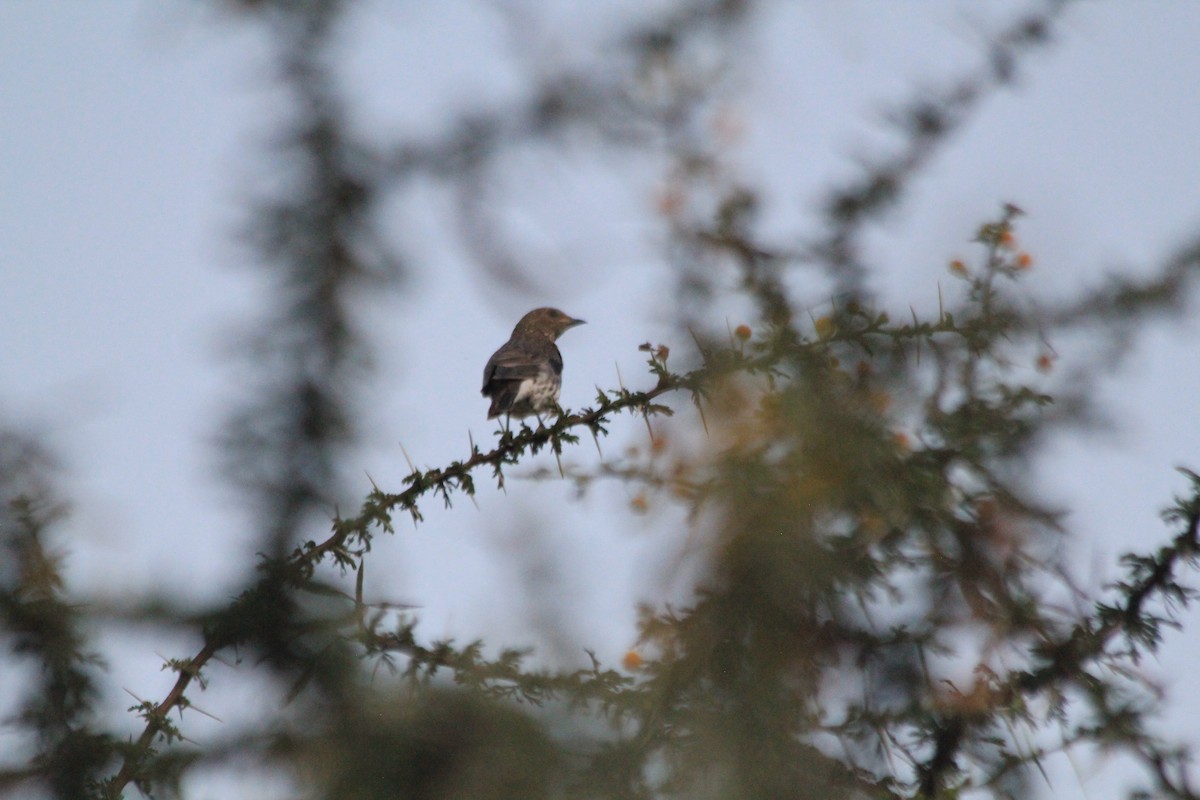 Violet-backed Starling - ML646403767