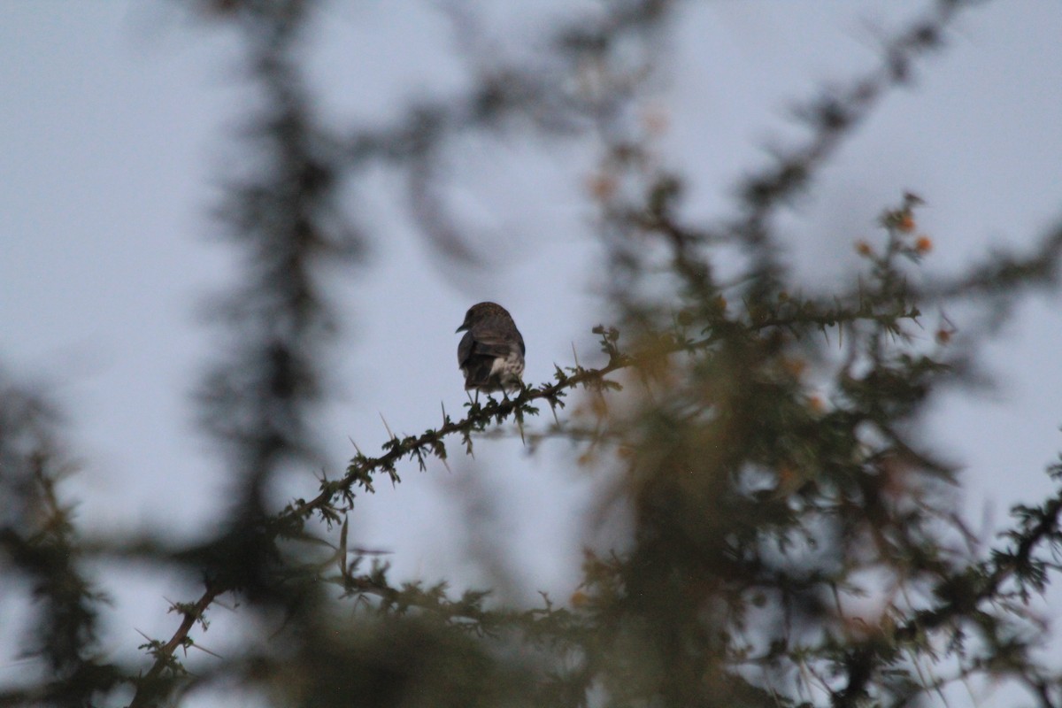 Violet-backed Starling - ML646403768