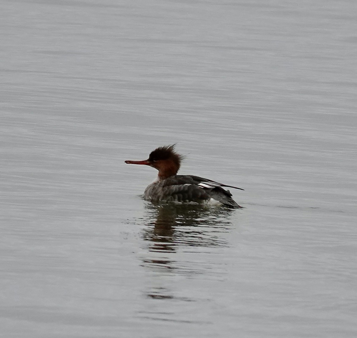 Red-breasted Merganser - ML646403769