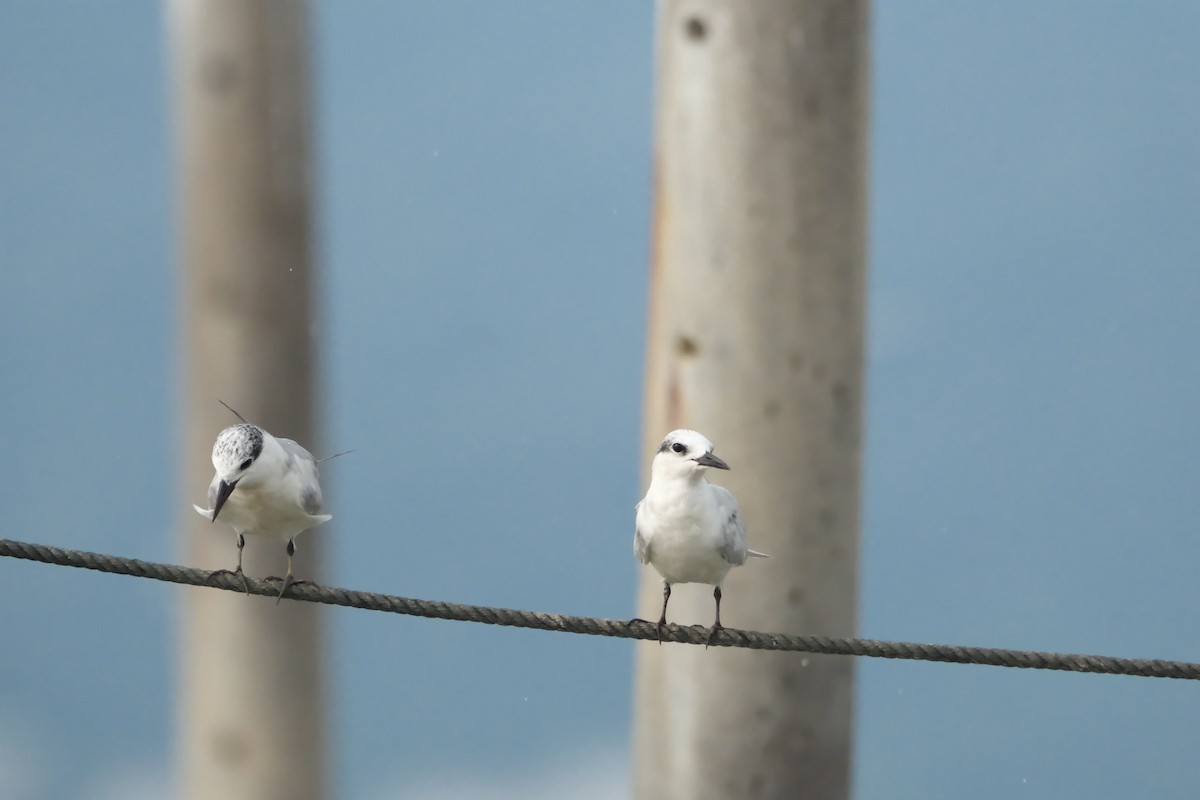 Whiskered Tern - ML646403774