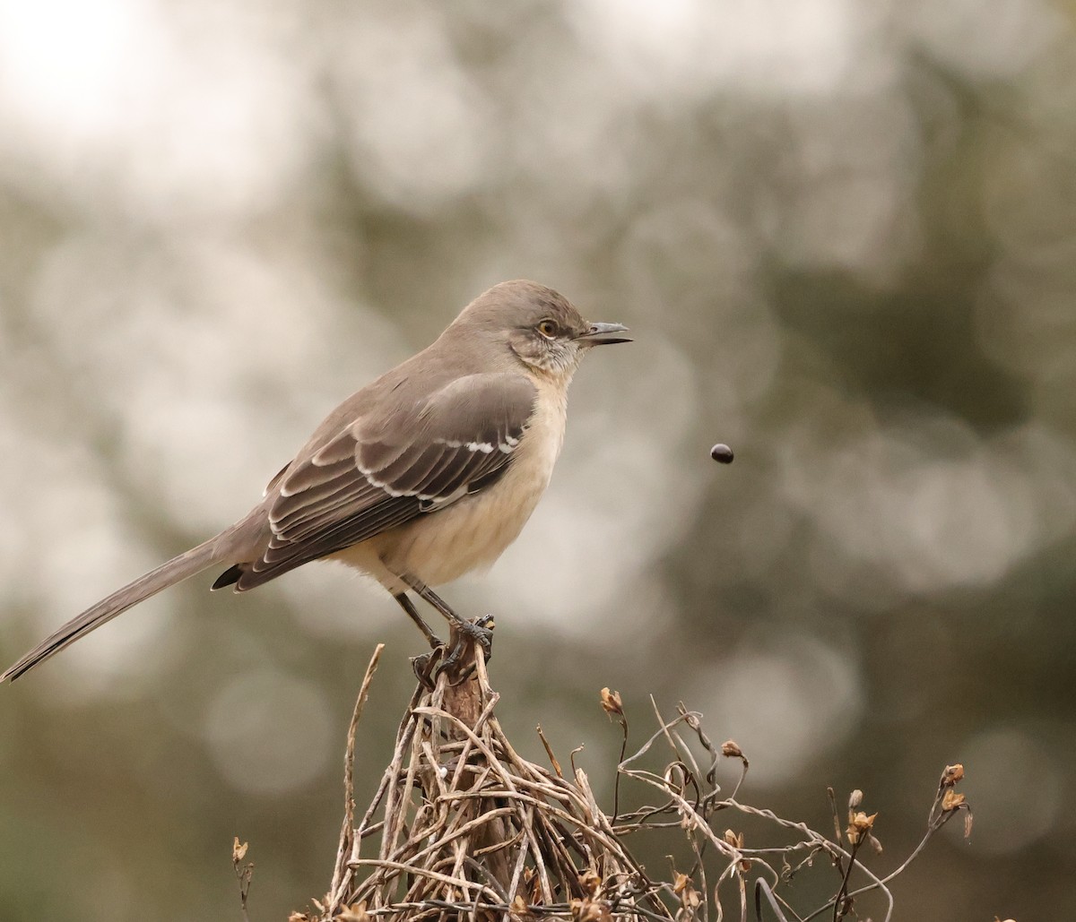 Northern Mockingbird - ML646403775