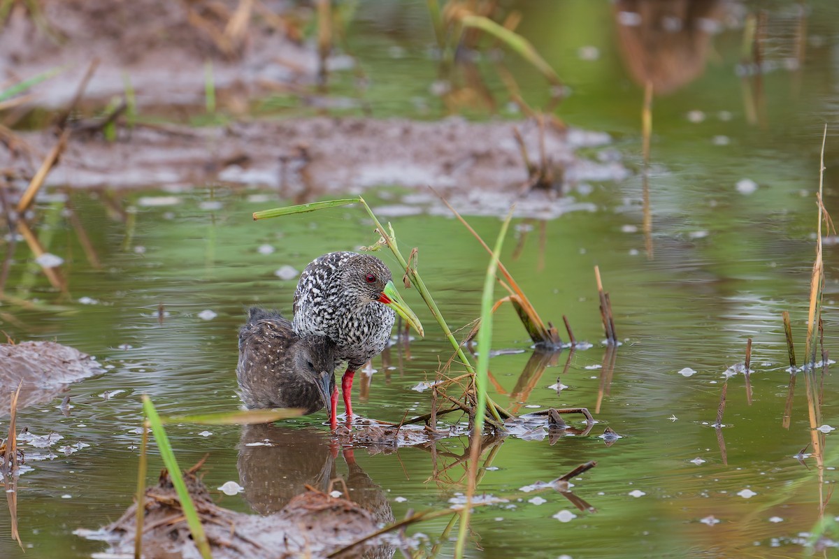 Spotted Rail - ML646403777