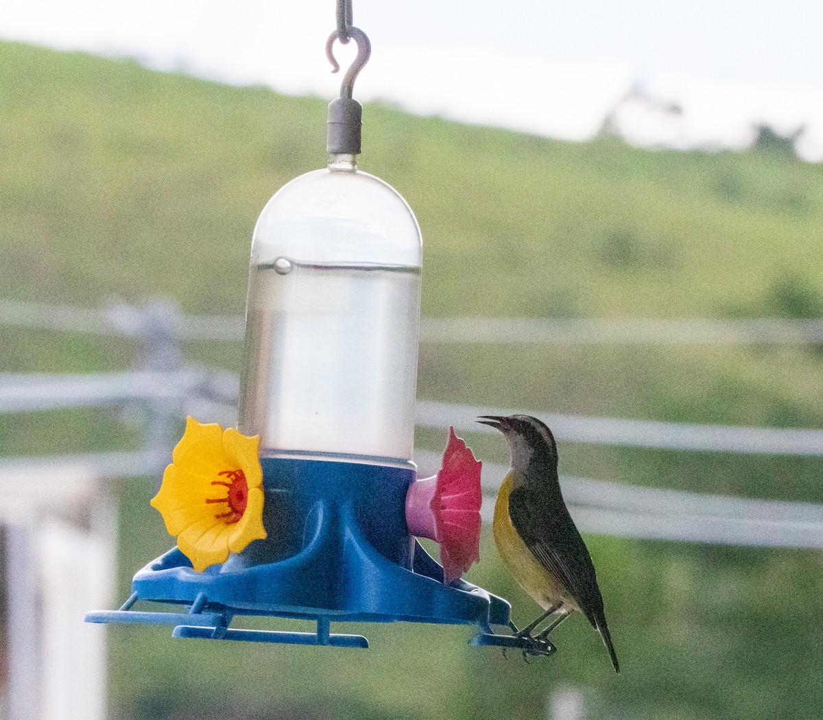 Bananaquit - ML646403778