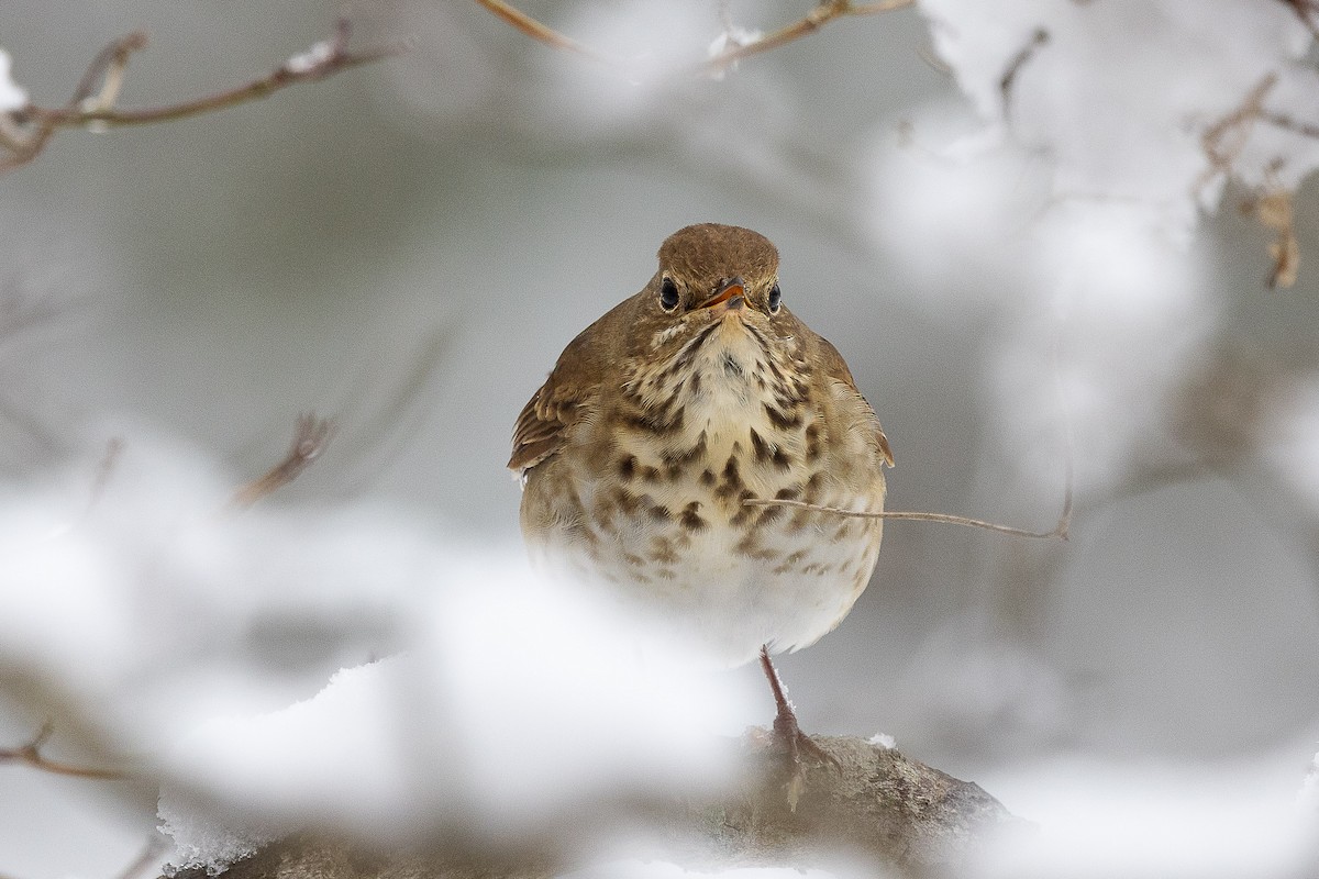 チャイロコツグミ - ML646403779