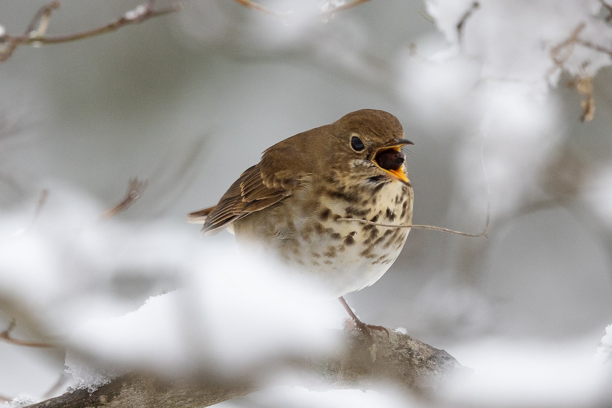 チャイロコツグミ - ML646403780