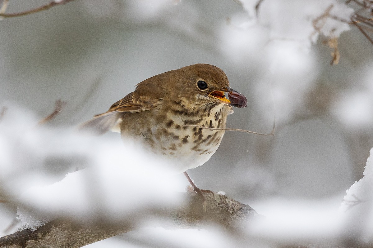 チャイロコツグミ - ML646403781