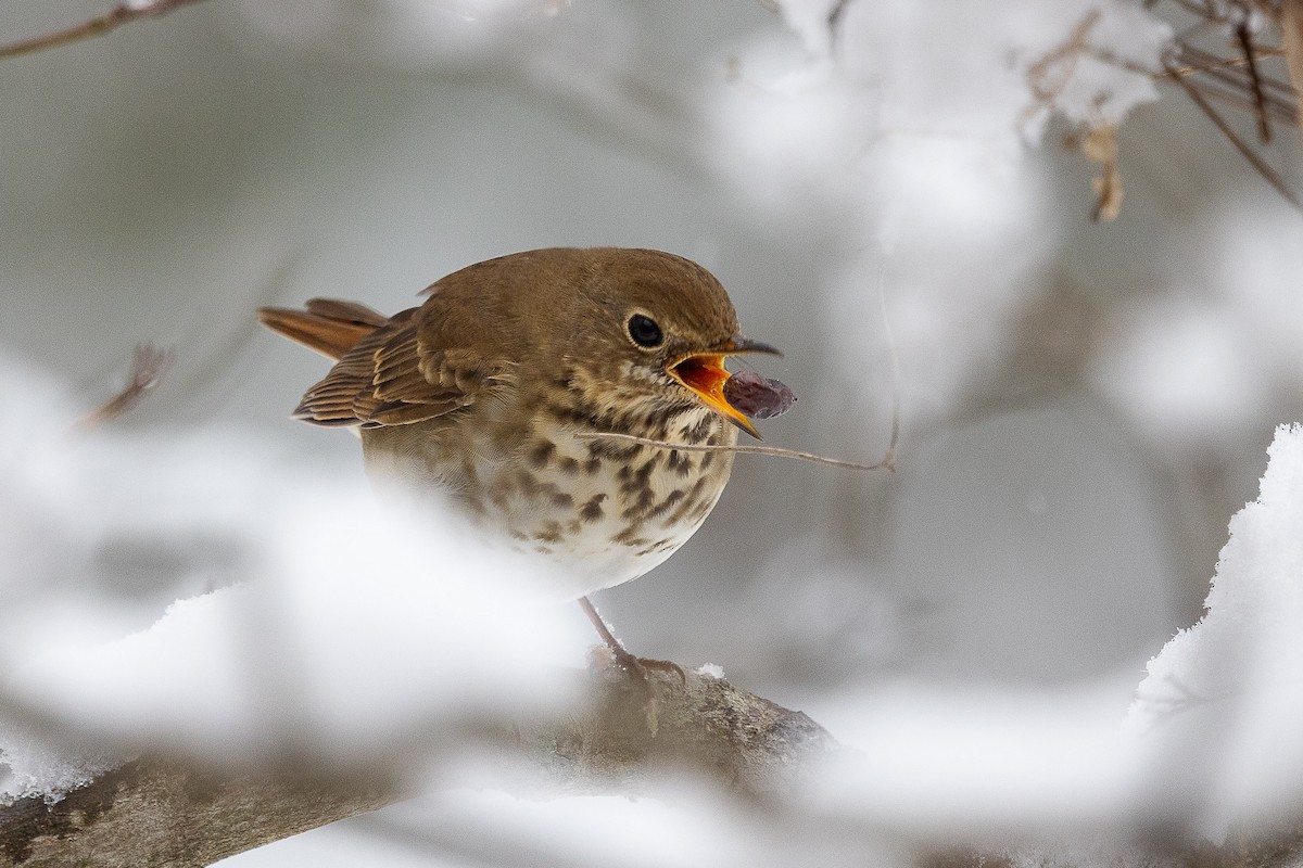 チャイロコツグミ - ML646403782