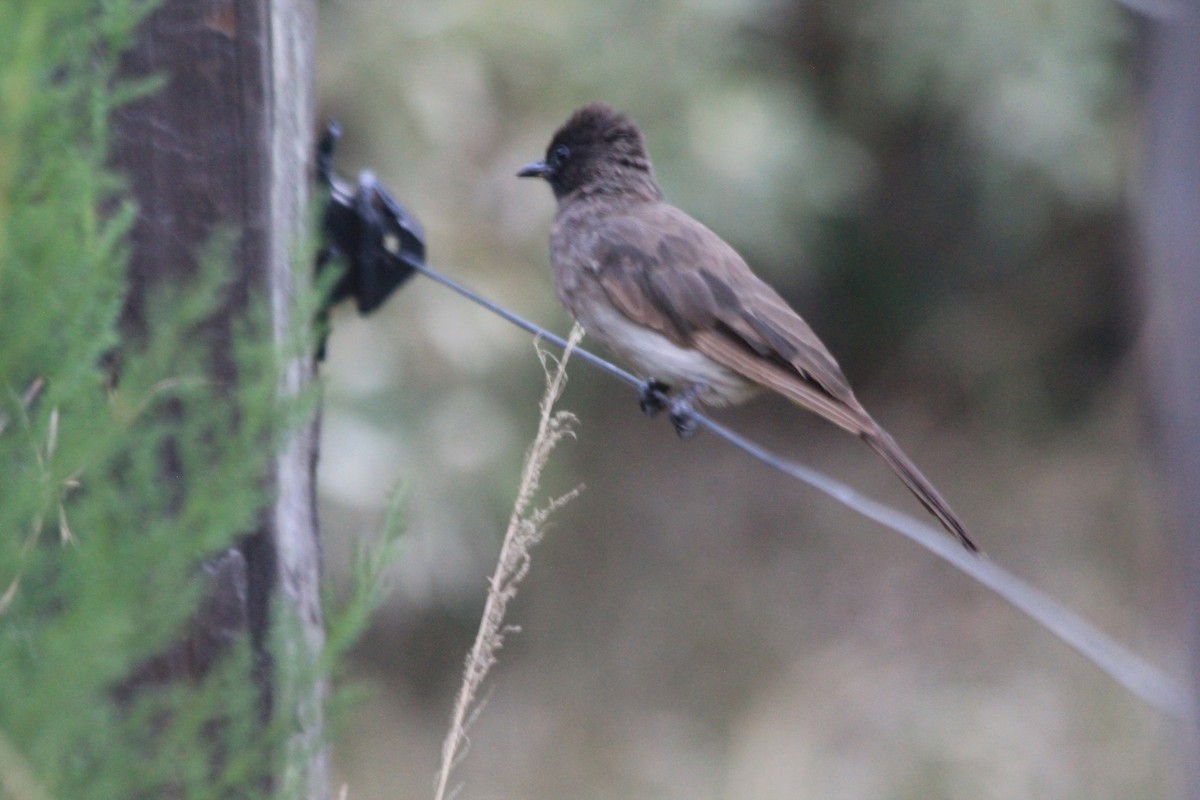 Common Bulbul - ML646403785