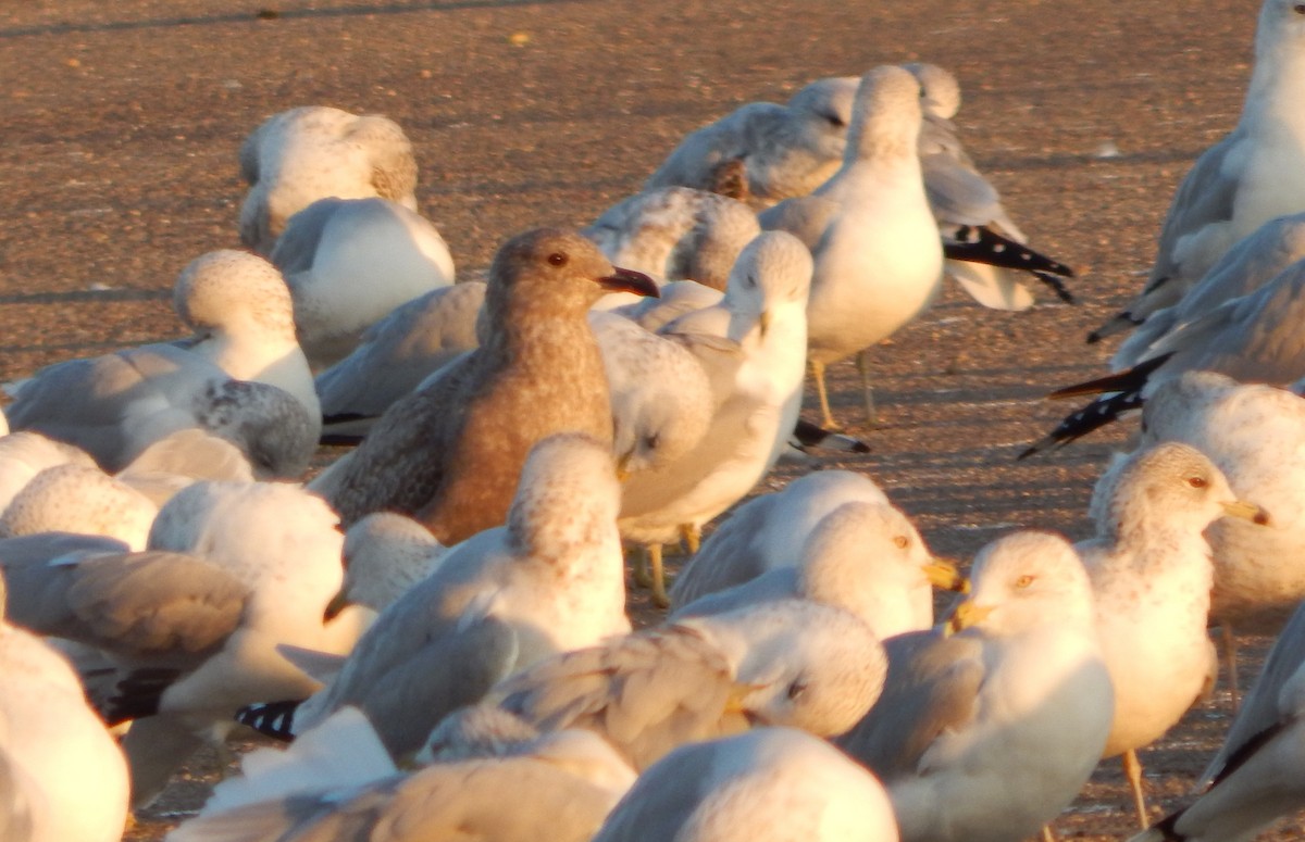 アイスランドカモメ（亜種 カナダカモメ） - ML646403787