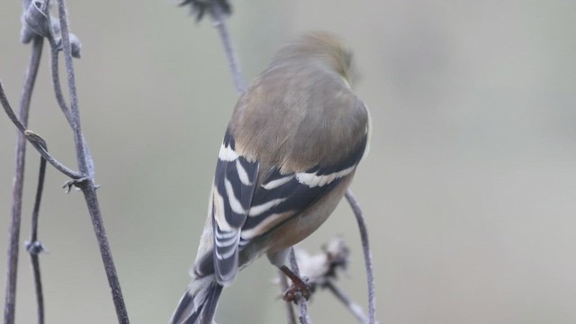 American Goldfinch - ML646403794
