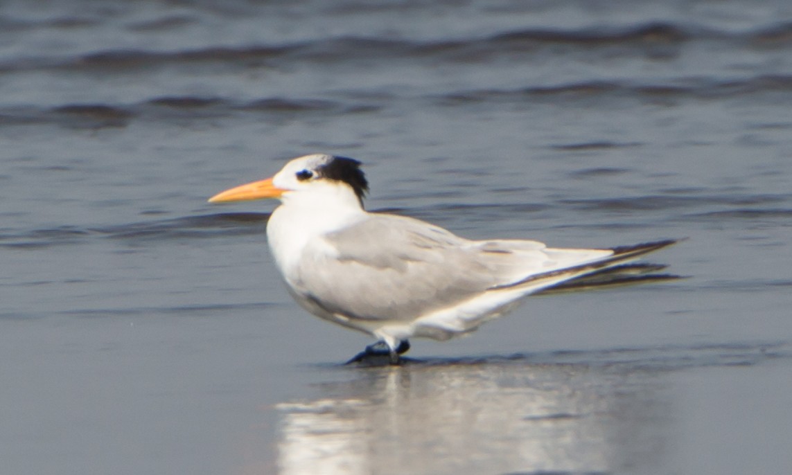 Lesser Crested Tern - ML646403795