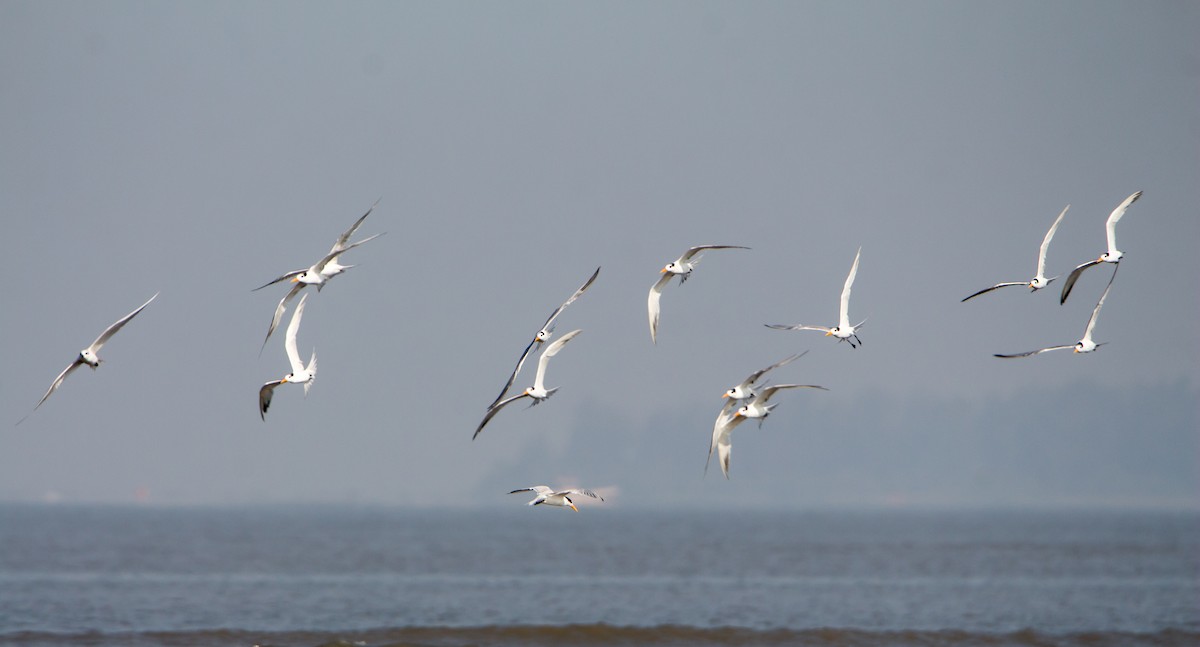 Lesser Crested Tern - ML646403797