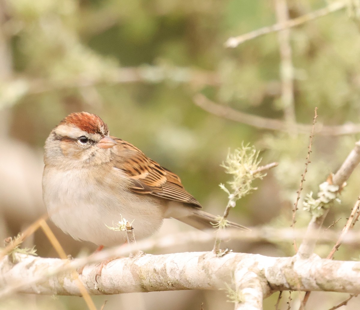 Chipping Sparrow - ML646403800
