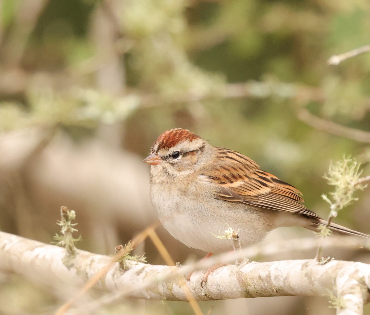 Chipping Sparrow - ML646403810