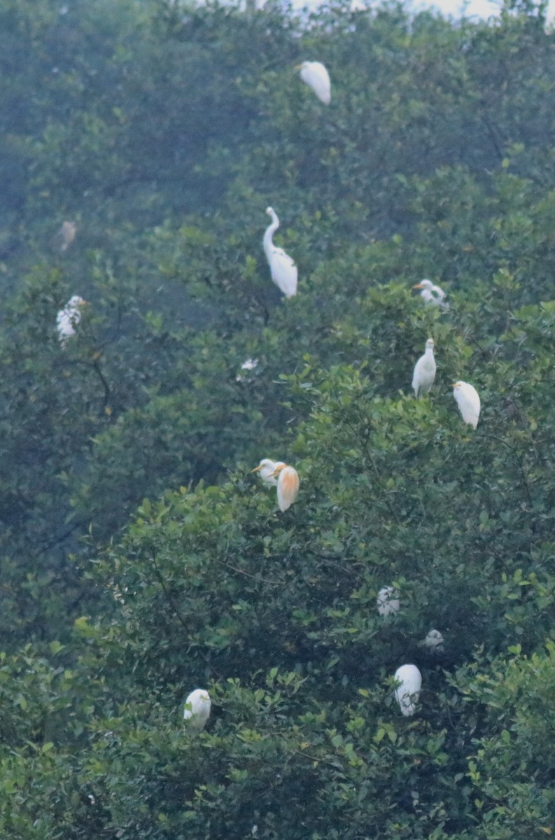 Eastern Cattle-Egret - ML646403812