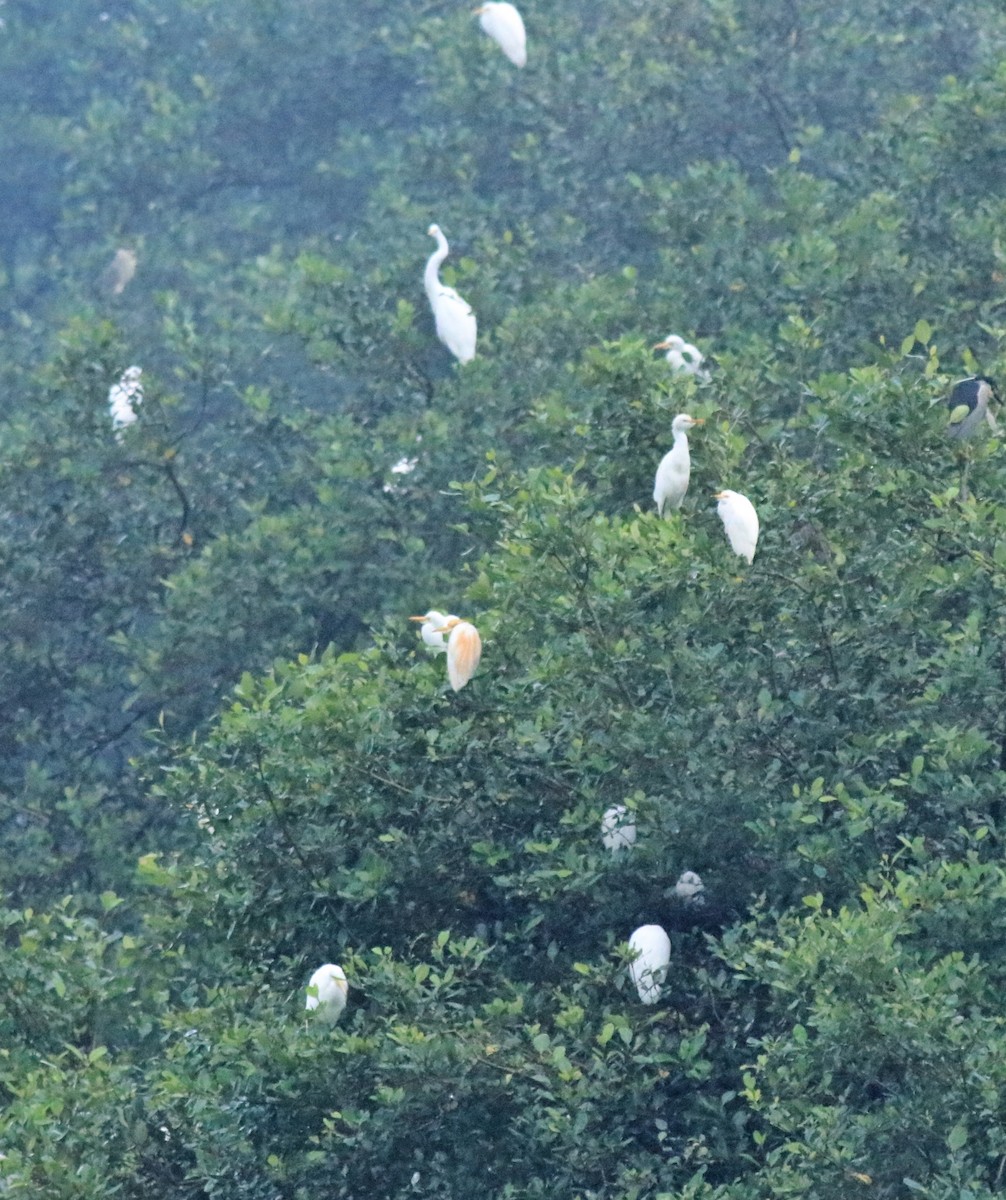 Eastern Cattle-Egret - ML646403813