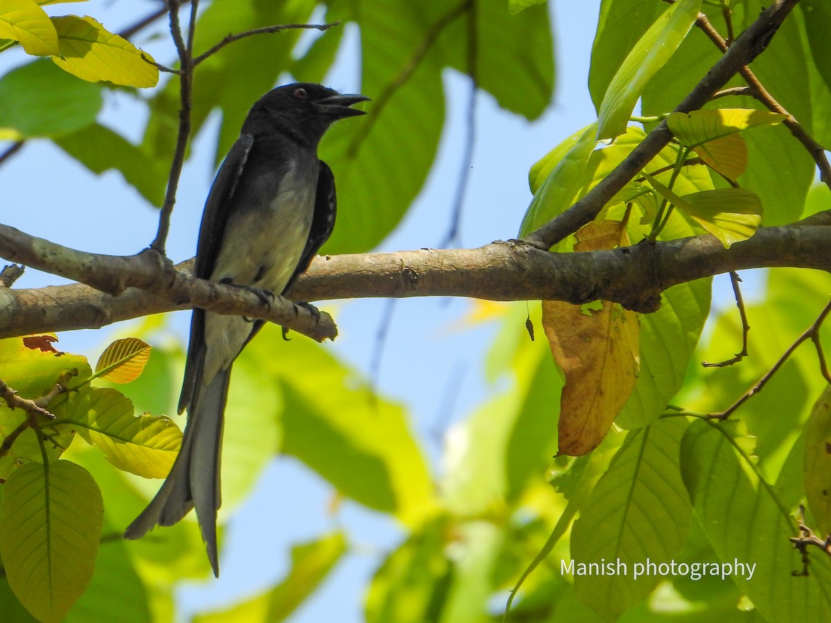 Drongo à ventre blanc - ML646403814