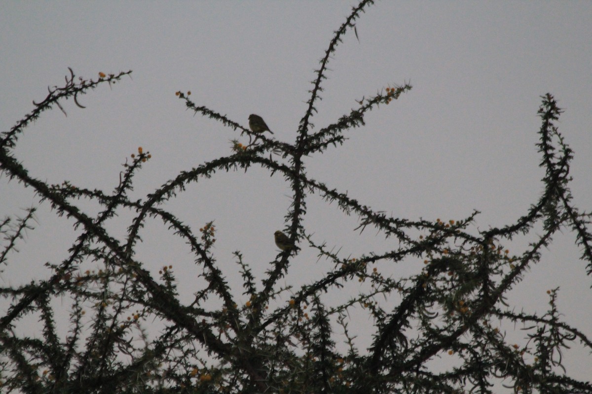 Yellow-fronted Canary - ML646403816