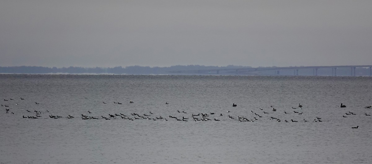 Common Loon - ML646403819