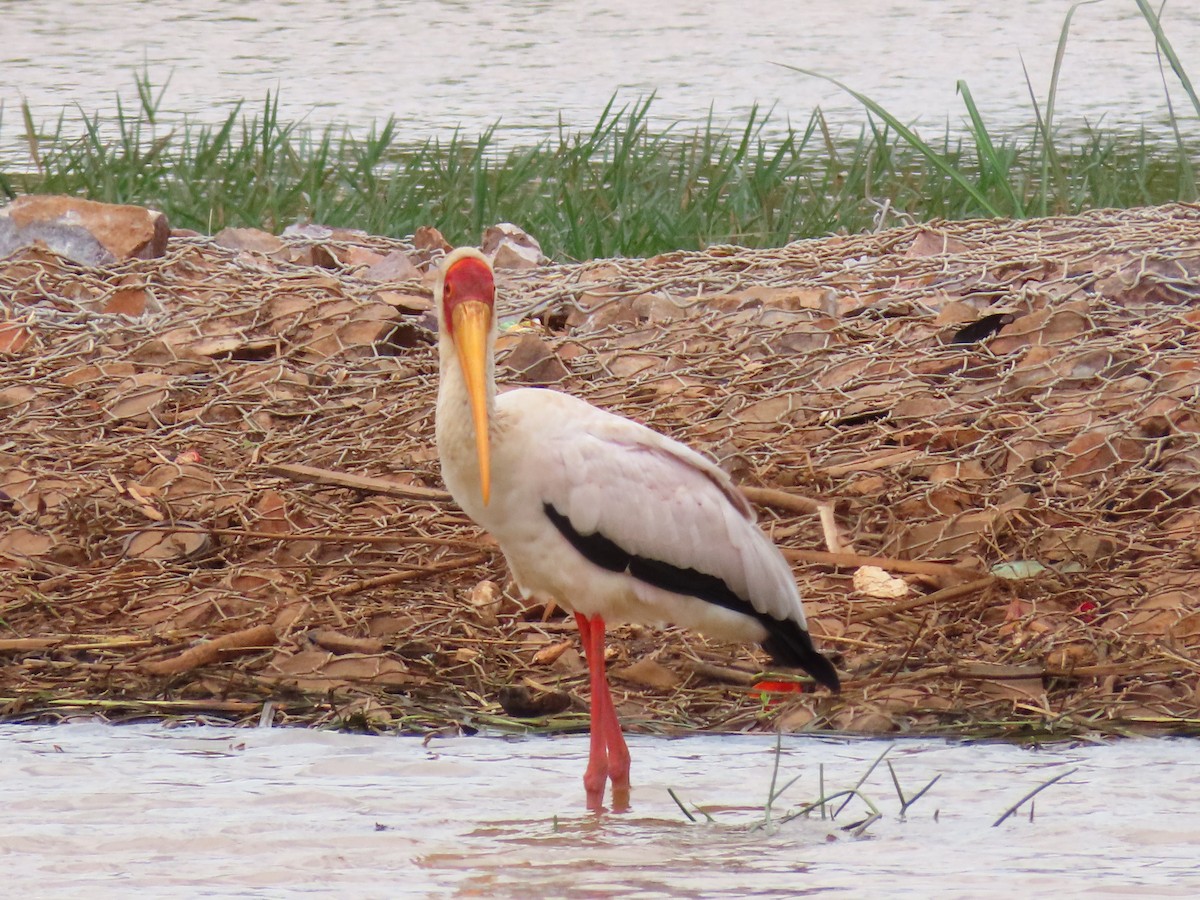 nesyt africký - ML646403820