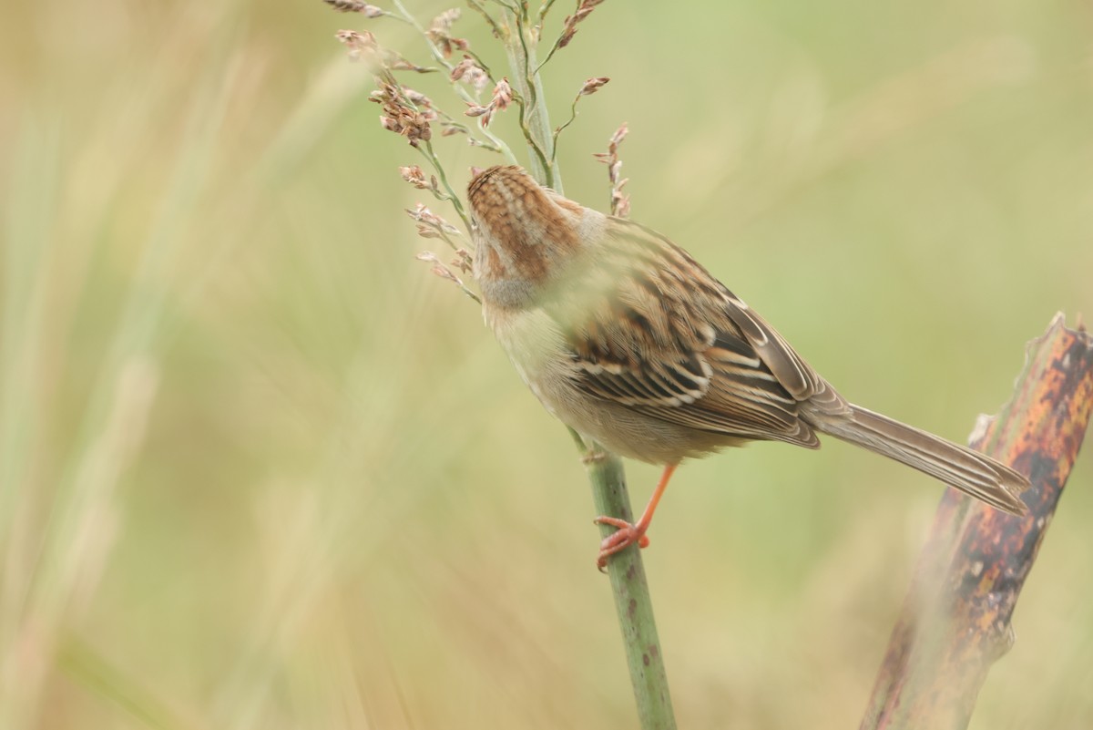 Field Sparrow - ML646403821