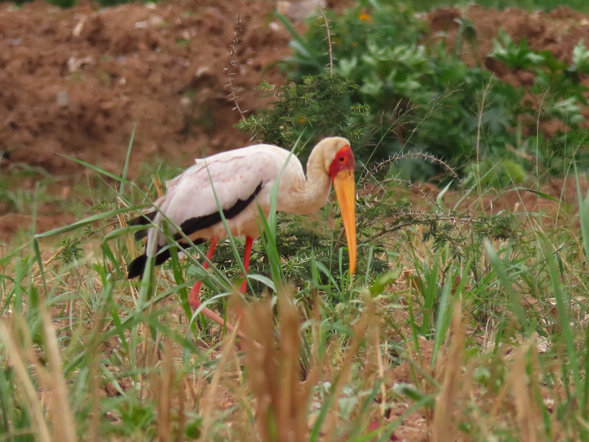 nesyt africký - ML646403824