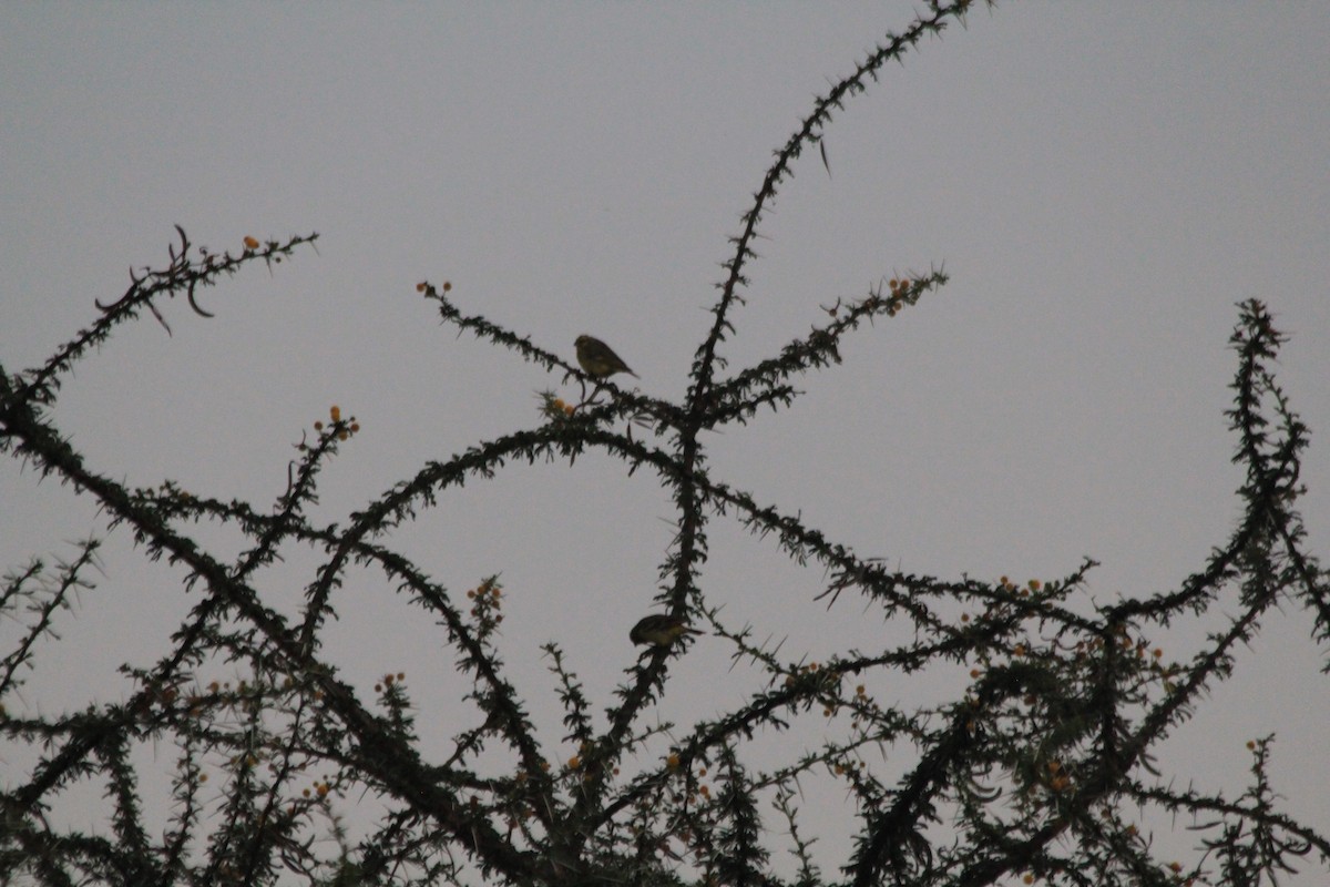 Yellow-fronted Canary - ML646403825