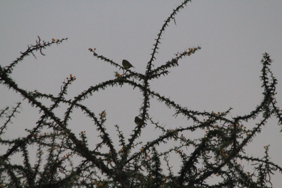 Yellow-fronted Canary - ML646403826