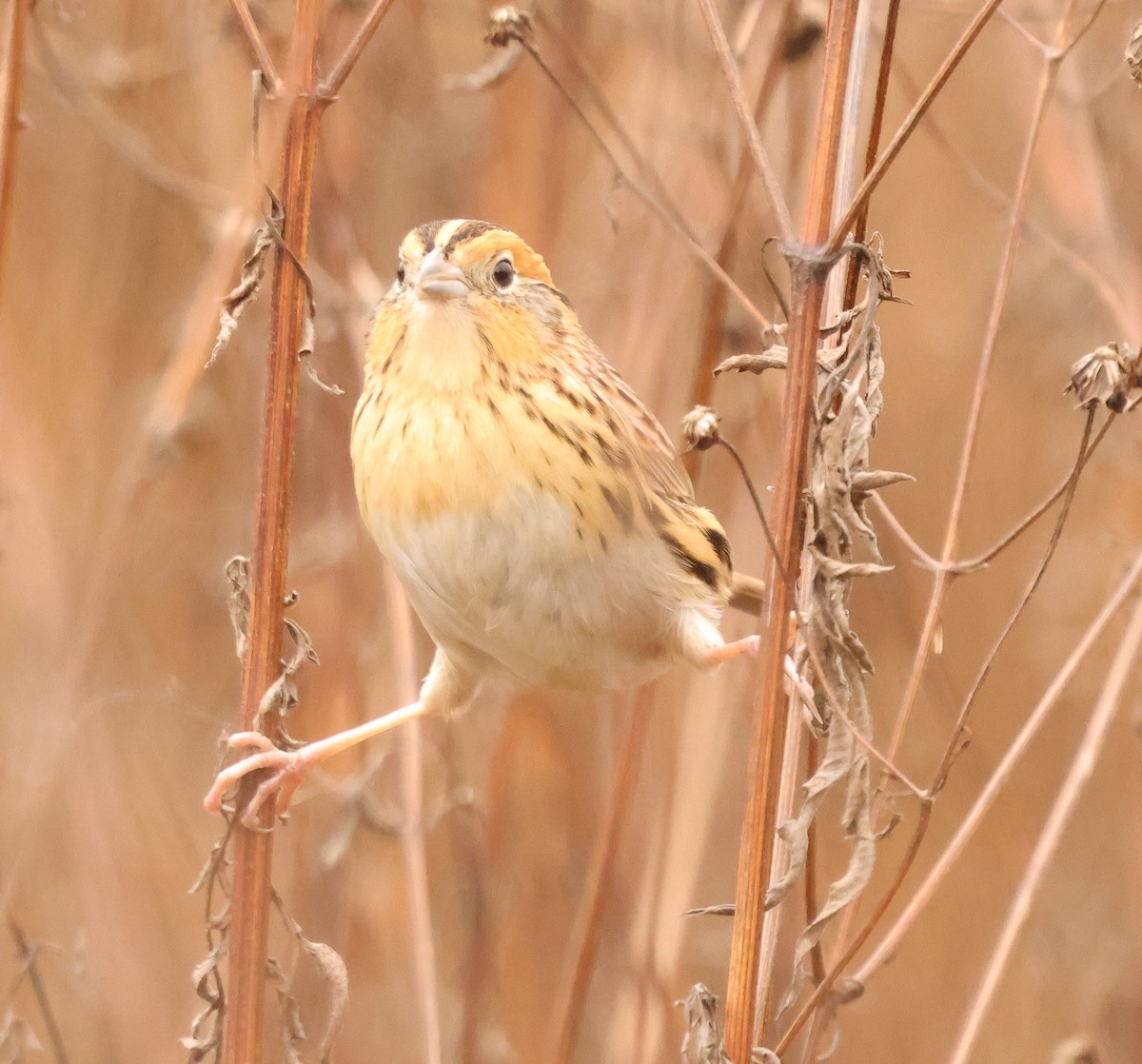 LeConte's Sparrow - ML646403828