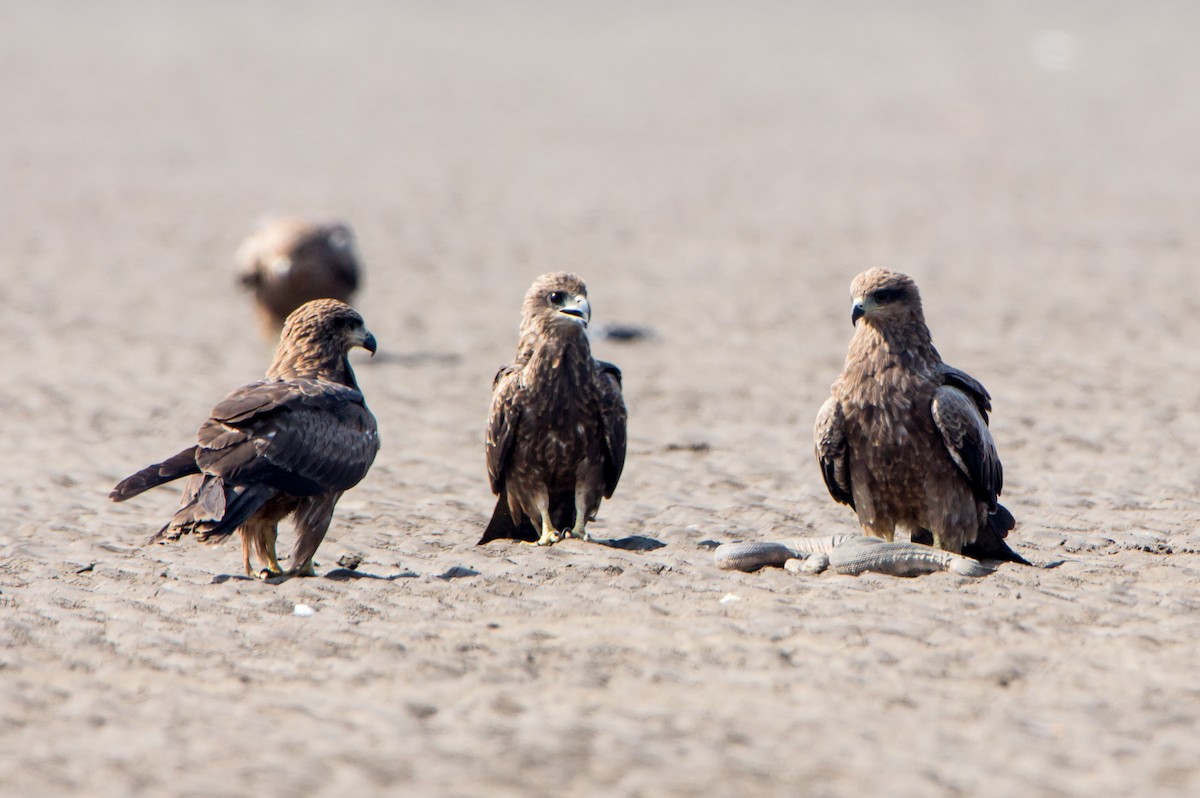 Black Kite - ML646403834