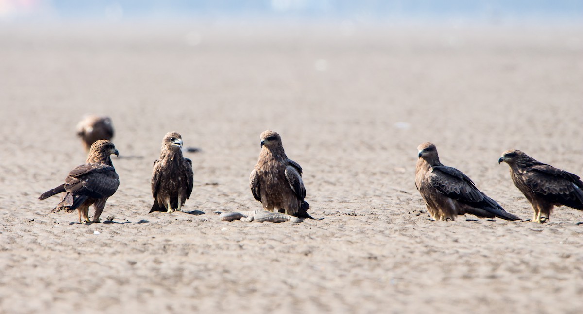 Black Kite - ML646403835